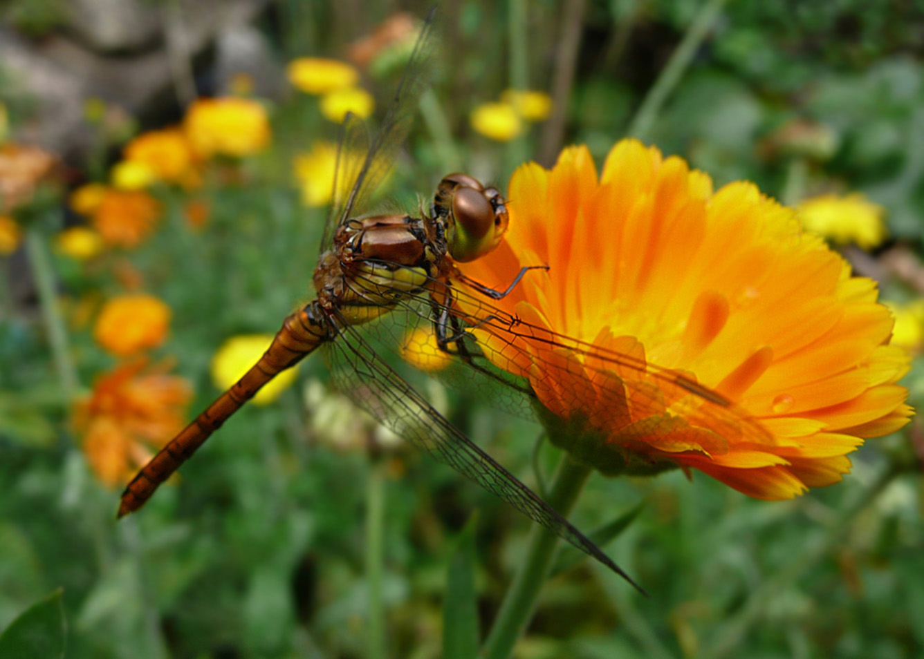 Libelle im Garten