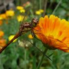 Libelle im Garten