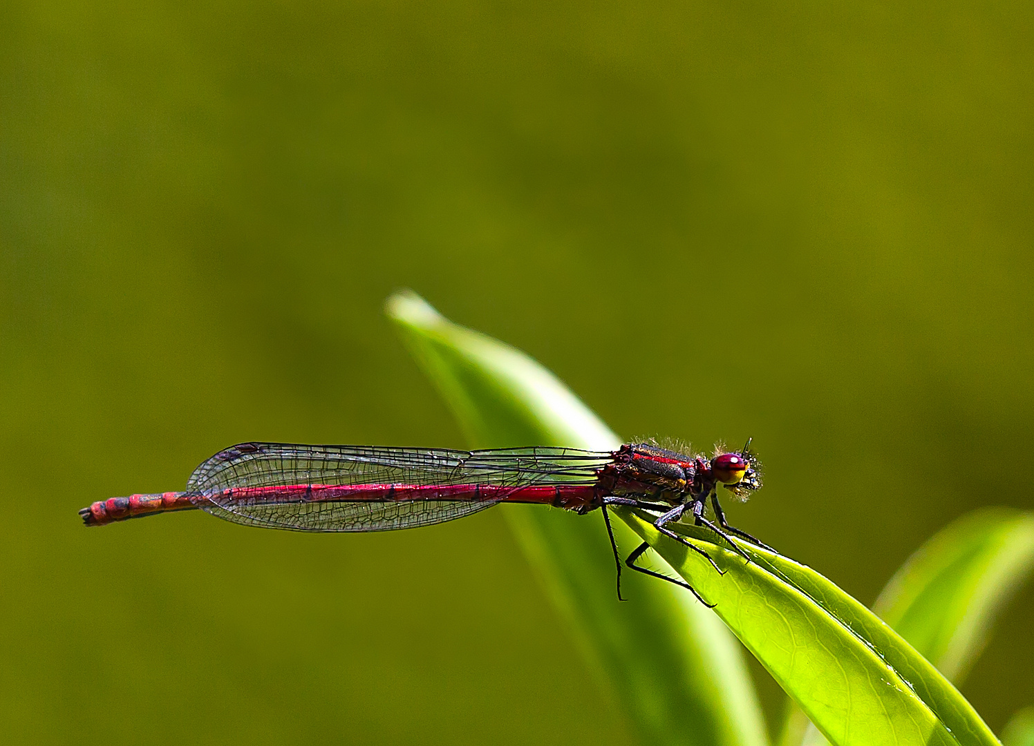 Libelle im Garten