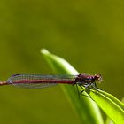 Libelle im Garten