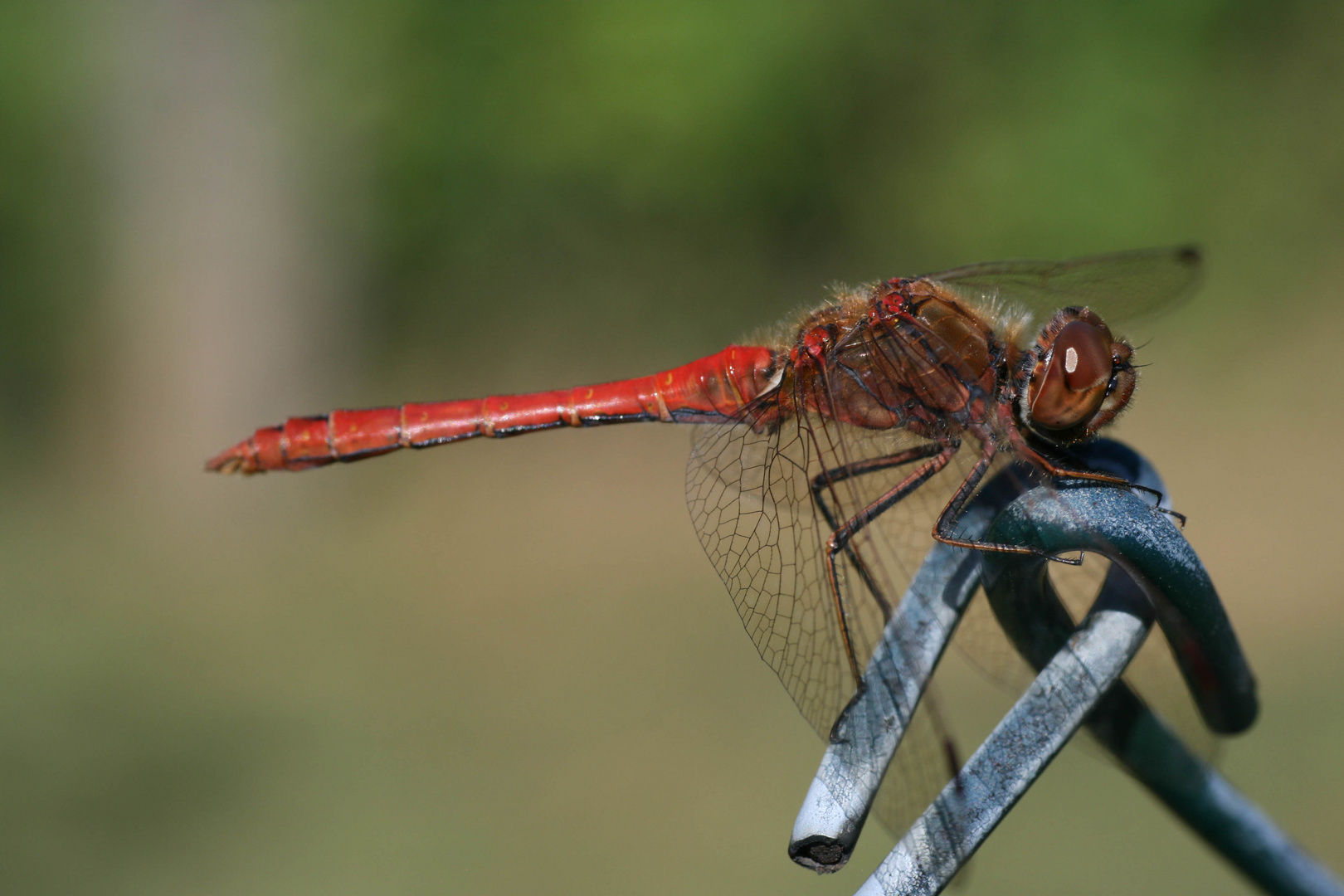 Libelle im Garten...