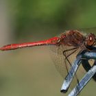 Libelle im Garten...