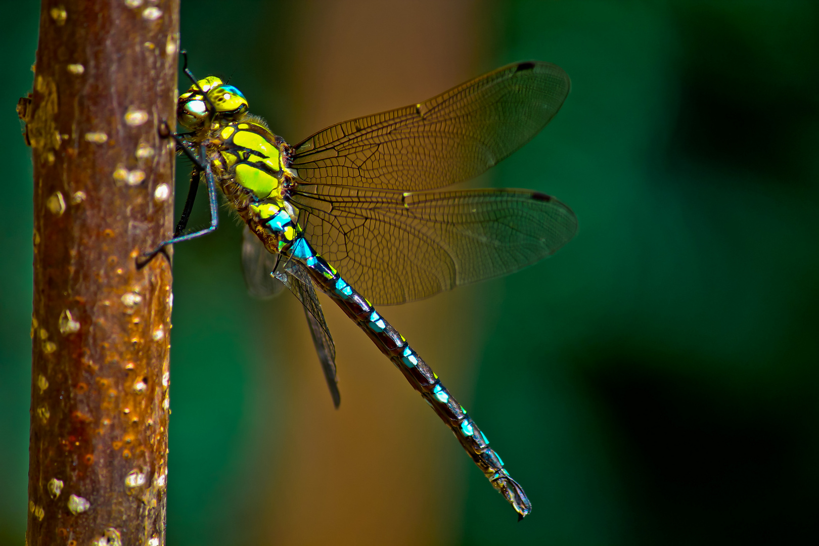 Libelle im Garten