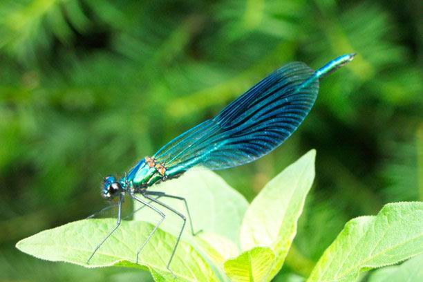 Libelle im Garten - gebänderte Prachtlibelle