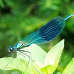 Libelle im Garten - gebänderte Prachtlibelle