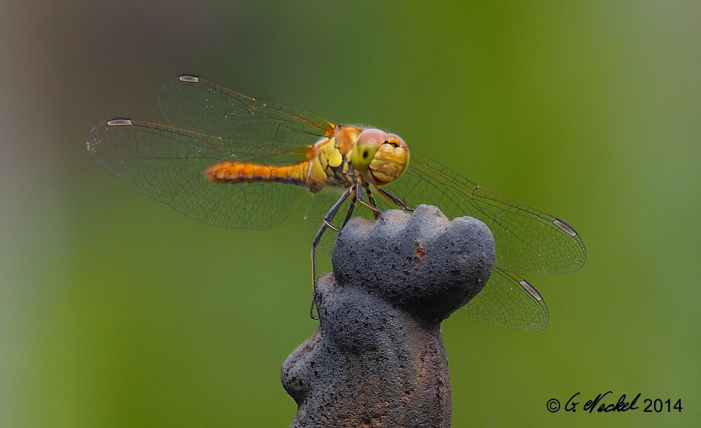 Libelle im Garten Portrait