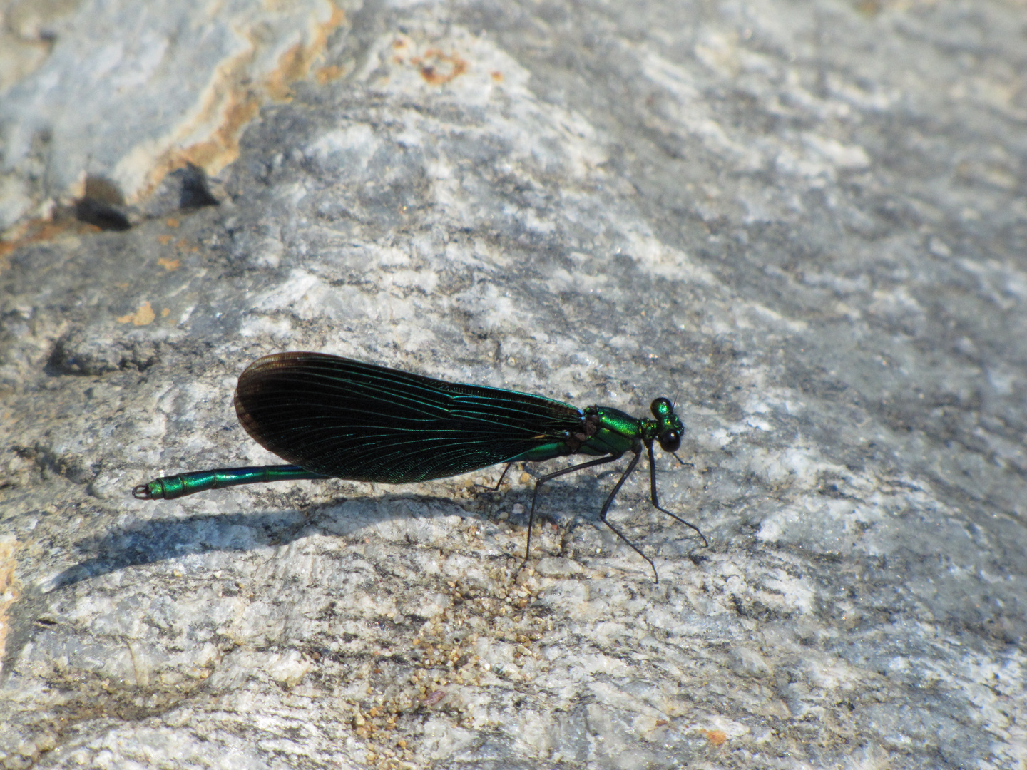 Libelle im Gebirgsbach