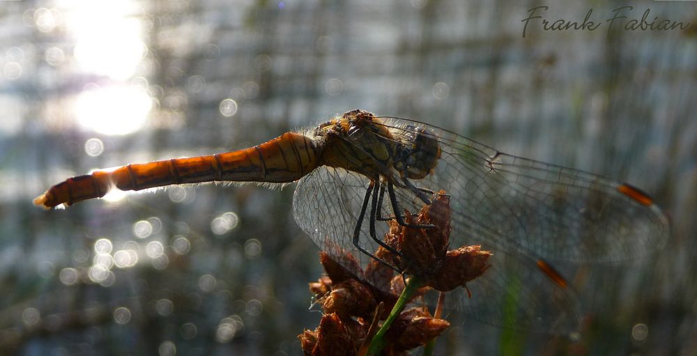 Libelle im Gegenlicht (1)