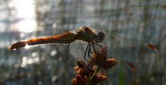 Libelle im Gegenlicht (1)