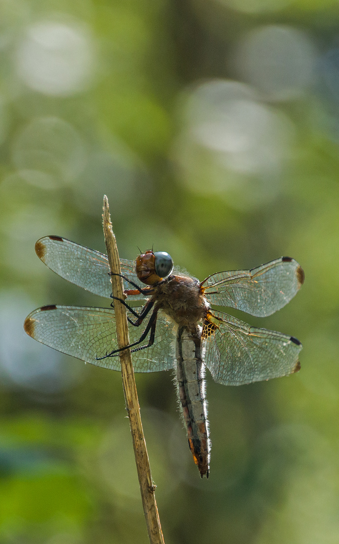 Libelle im Gegenlicht