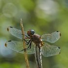 Libelle im Gegenlicht