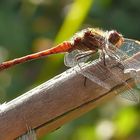 Libelle im Gegenlicht 2