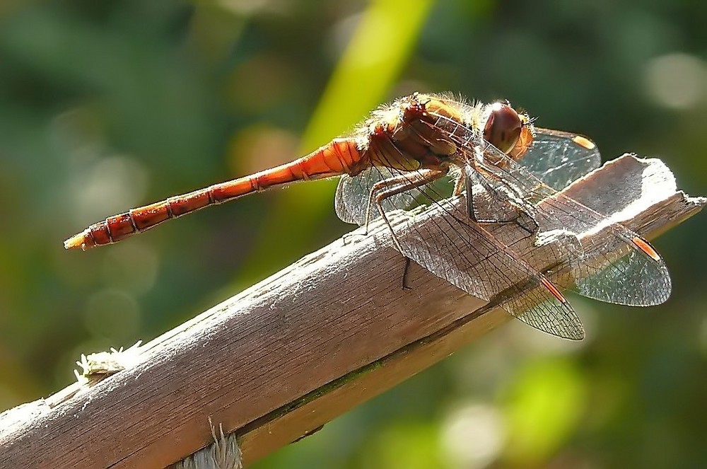 Libelle im Gegenlicht 2