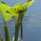 Libelle im Gegenlicht