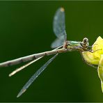 Libelle im Gegenlicht