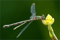 Libelle im Gegenlicht