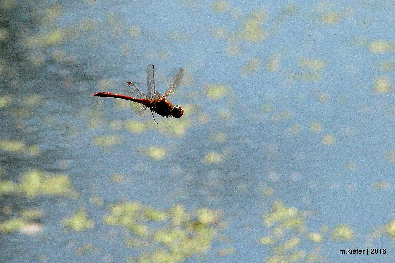 Libelle im Gegenlicht