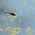 Libelle im Gegenlicht