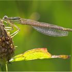 Libelle im Gegenlicht