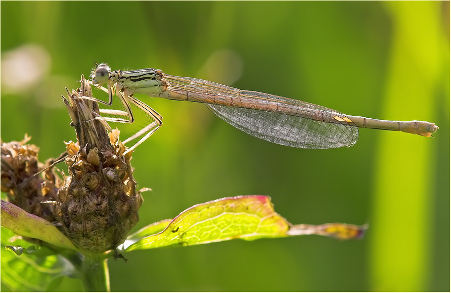 Libelle im Gegenlicht