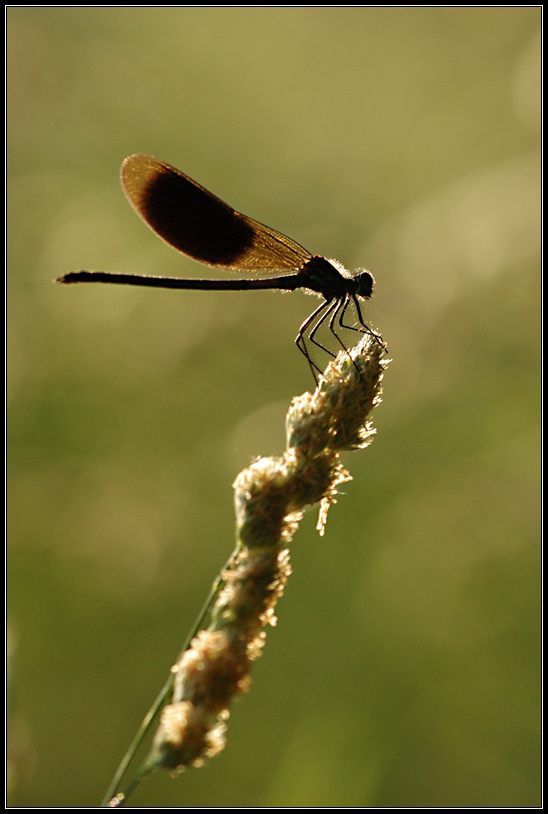 Libelle im Gegenlicht