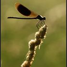 Libelle im Gegenlicht