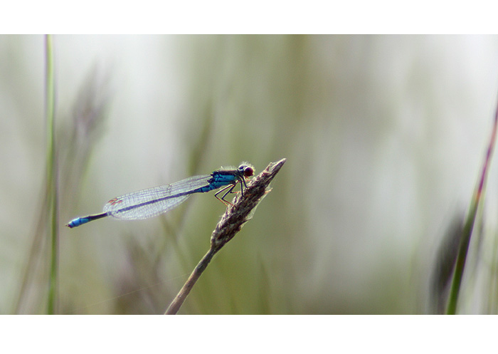 Libelle im Gegenlicht