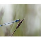 Libelle im Gegenlicht