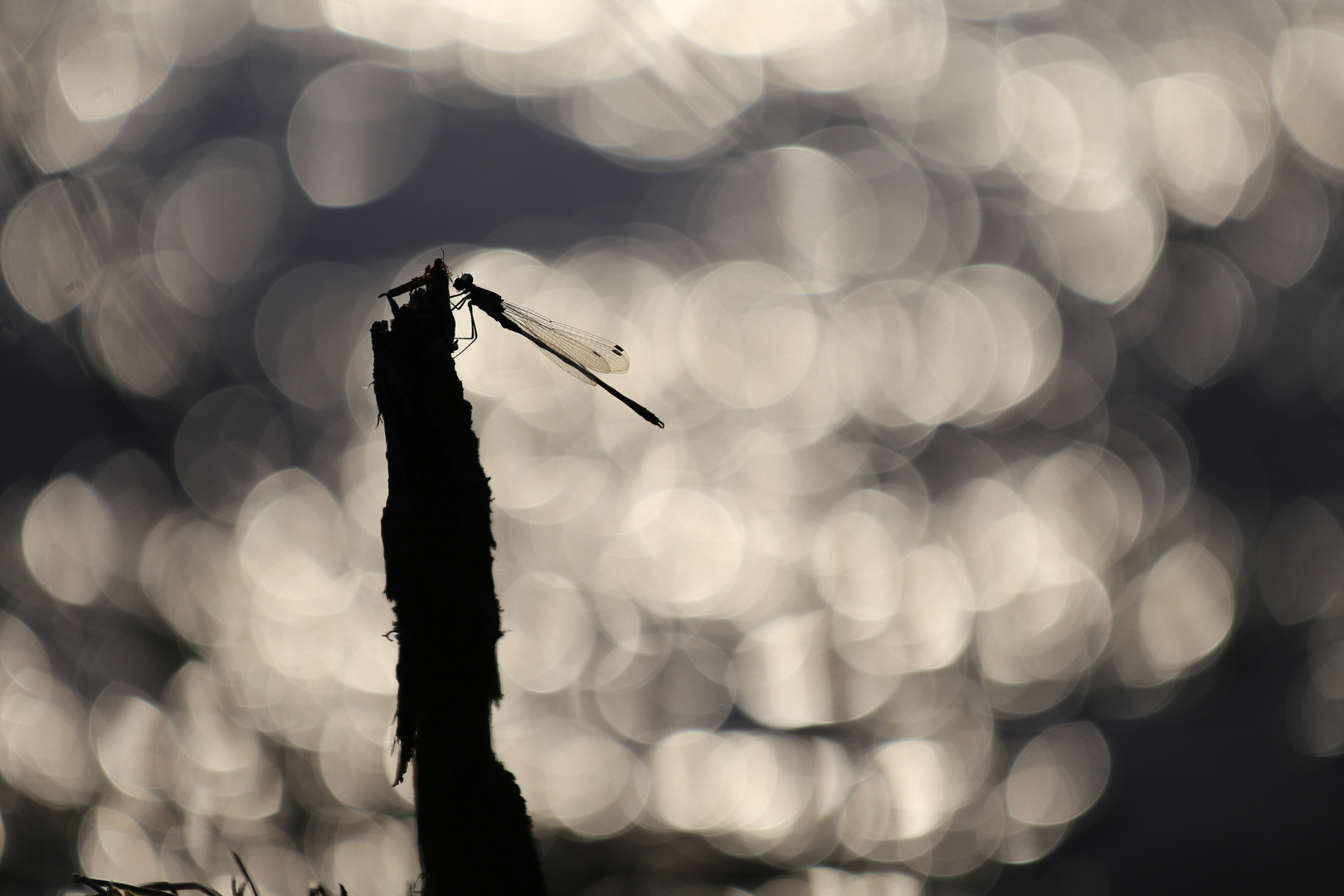 Libelle im Gegenlicht