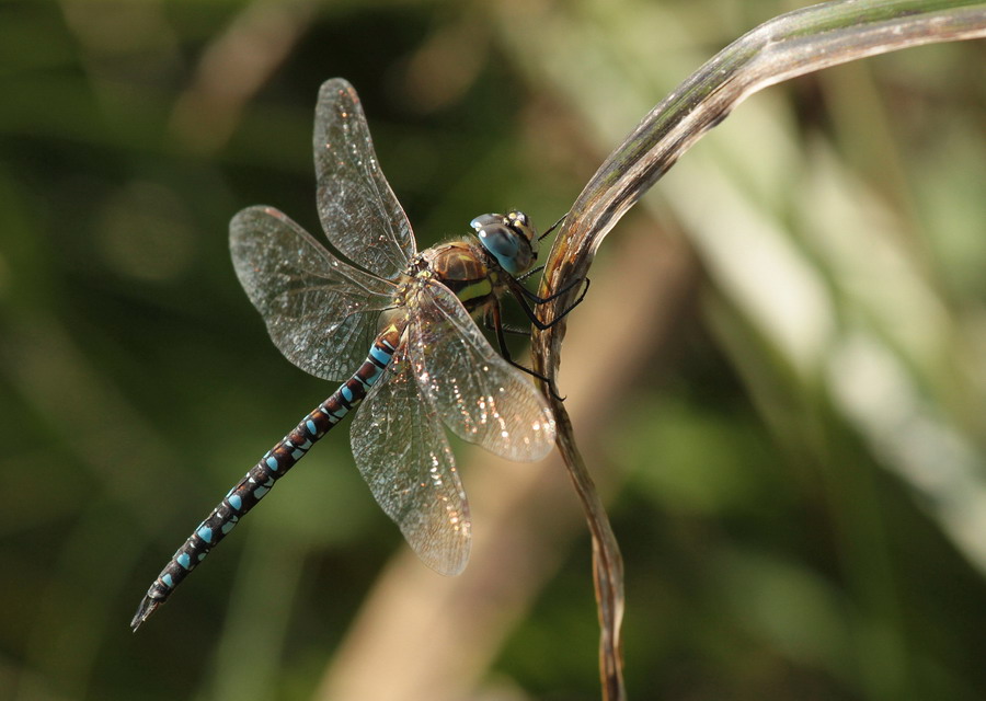 Libelle im Gegenlicht