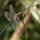 Libelle im Gegenlicht