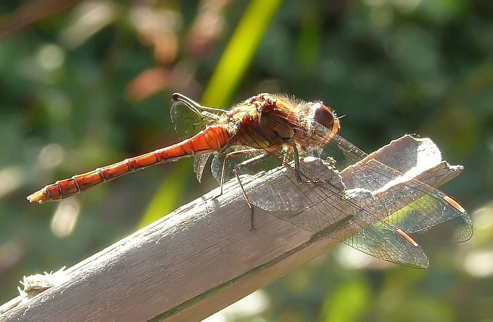 Libelle im Gegenlicht