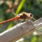 Libelle im Gegenlicht