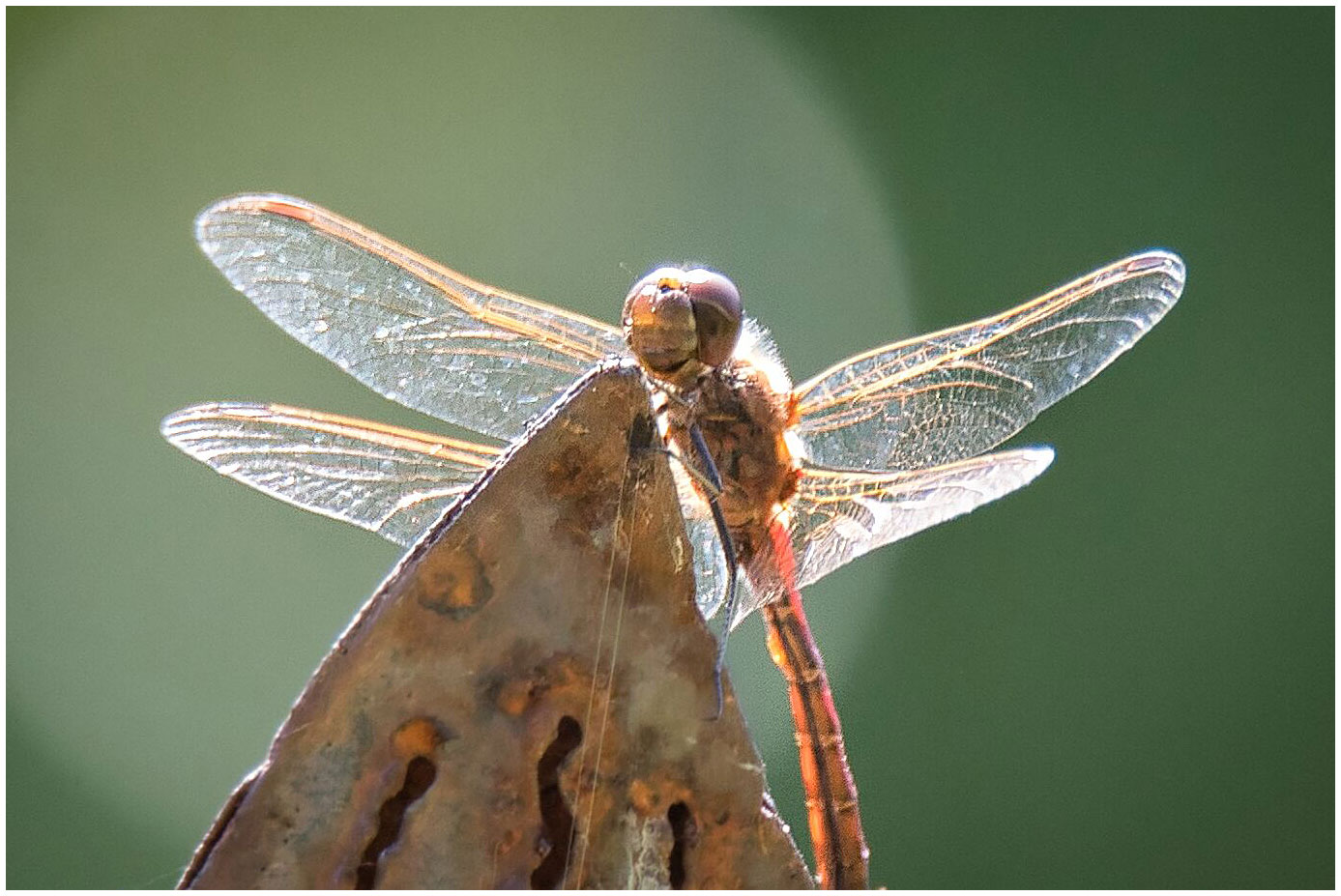 Libelle im Gegenlicht