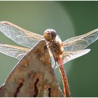 Libelle im Gegenlicht