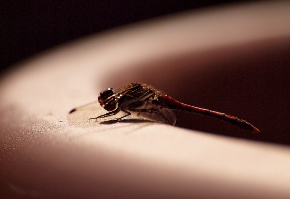 Libelle im Gegenlicht