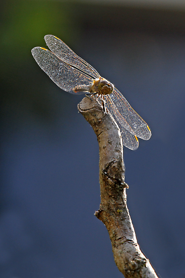 Libelle im Gegenlicht