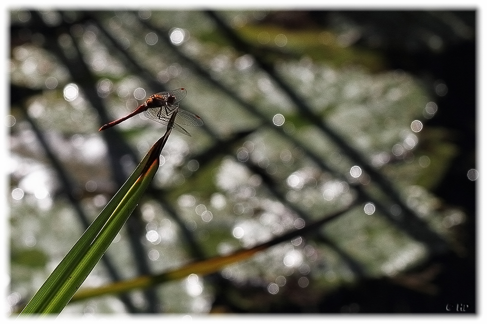 Libelle im Gegenlicht