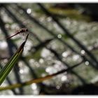 Libelle im Gegenlicht