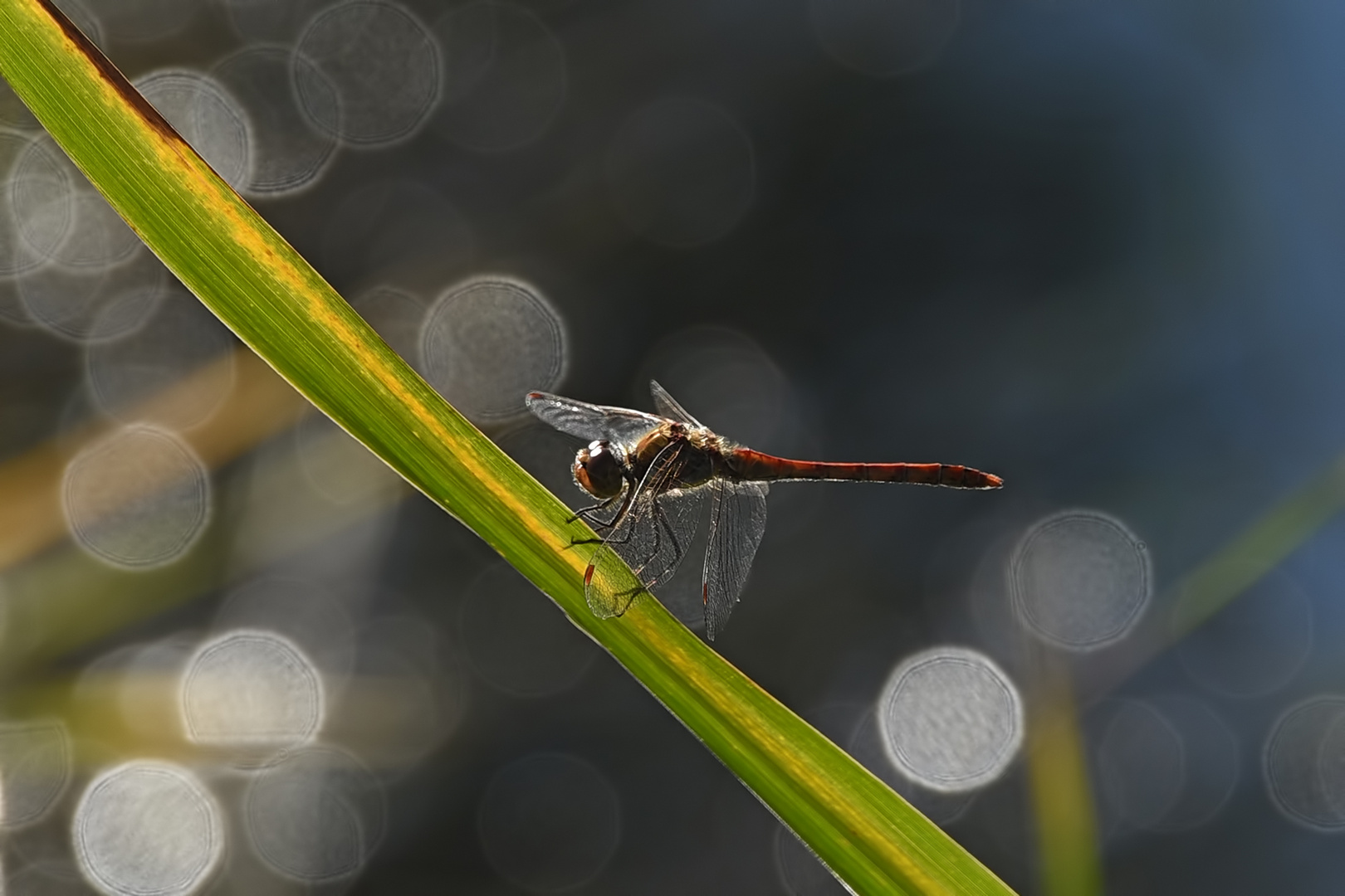 Libelle im Gegenlicht