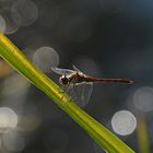 Libelle im Gegenlicht