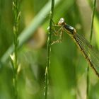 Libelle im Gegenlicht