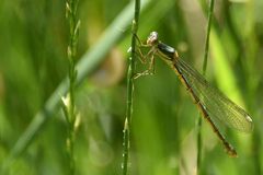 Libelle im Gegenlicht