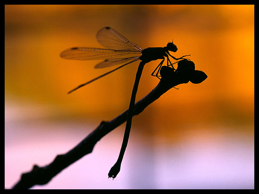 Libelle im Gegenlicht