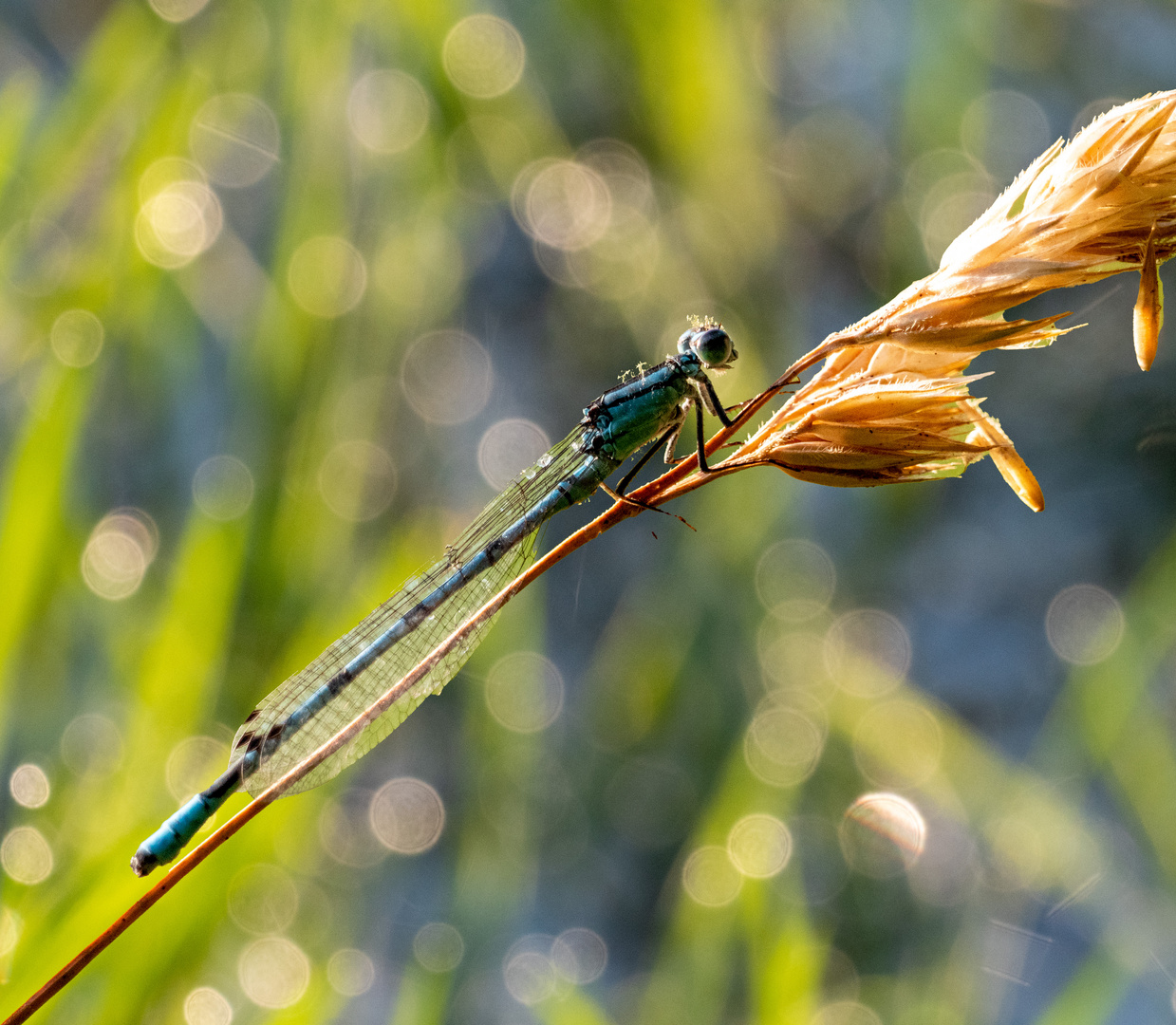 Libelle im Gegenlicht