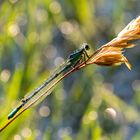 Libelle im Gegenlicht