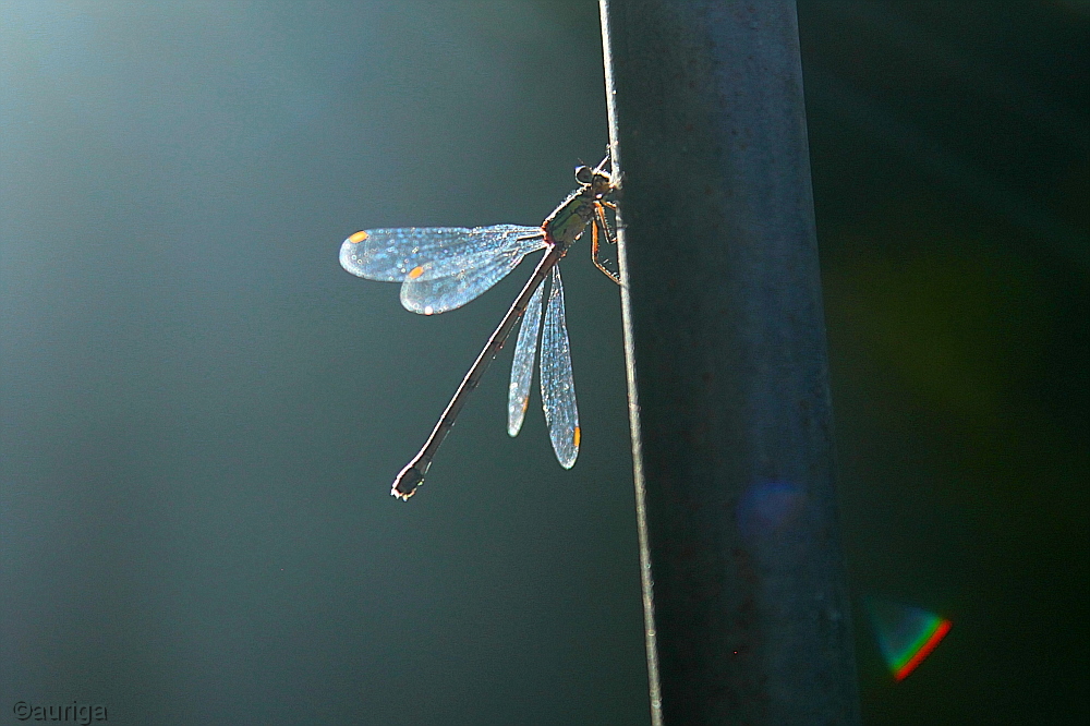 Libelle im Gegenlicht