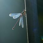 Libelle im Gegenlicht