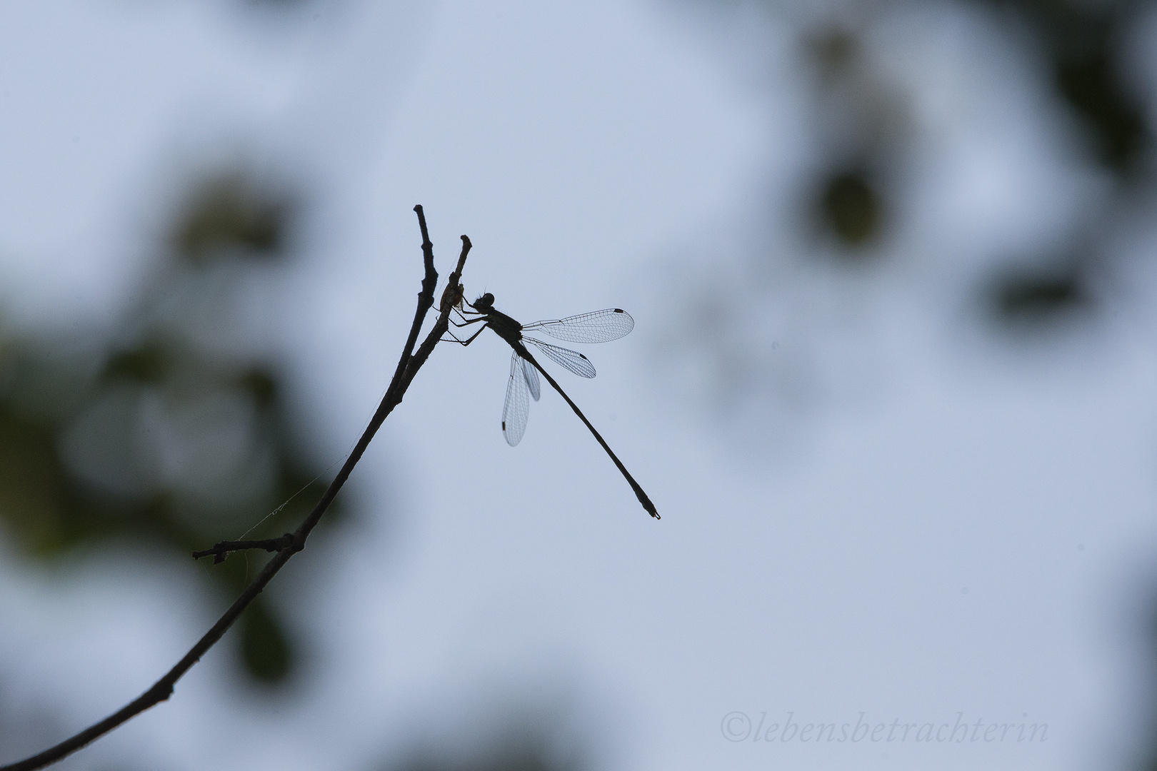 Libelle-im-Gegenlicht-mit-Beute