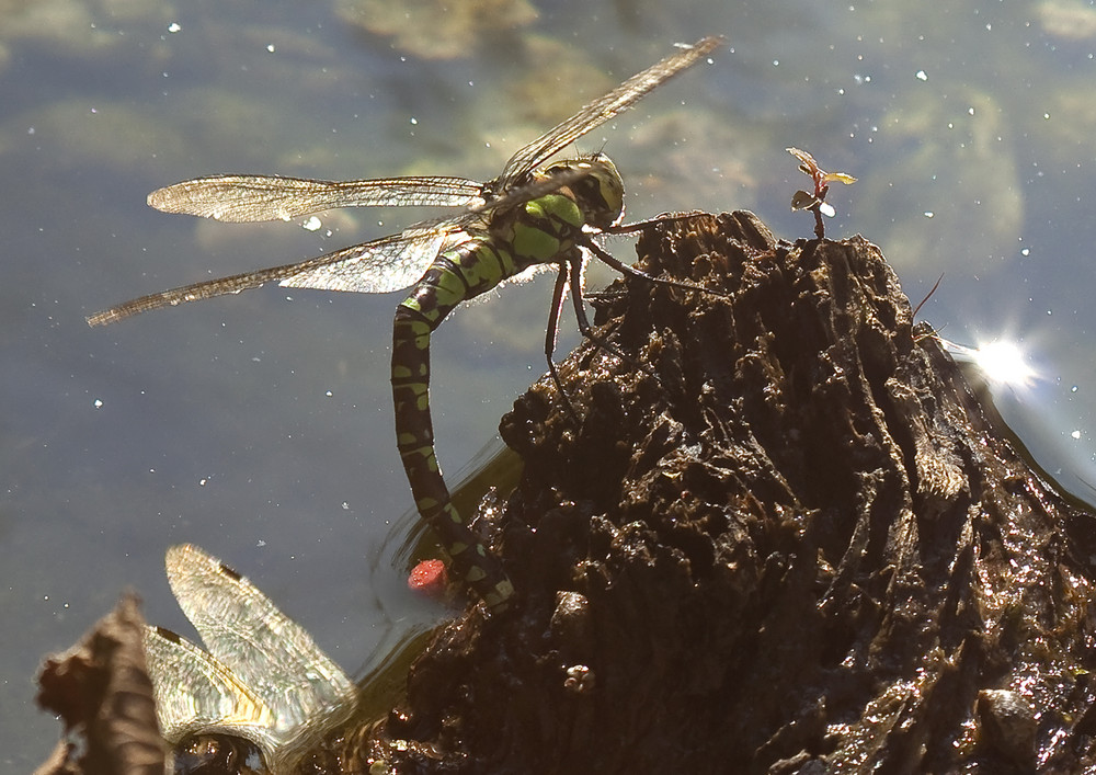 Libelle im Gegenllicht